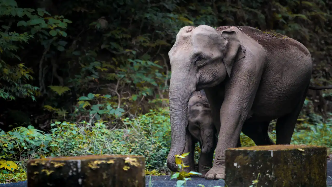 Kerala Wildlife Experiences for First-Time Travelers