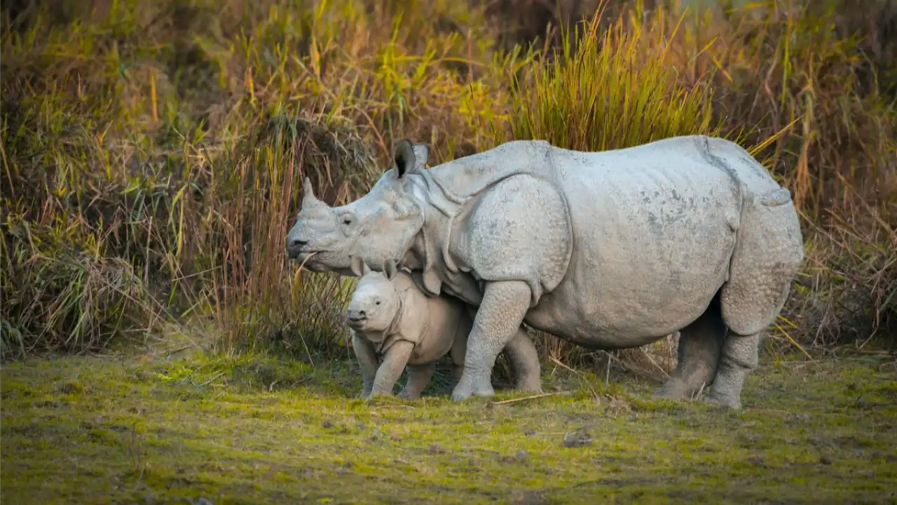 Kaziranga National Park: Where the Wild Still Rules