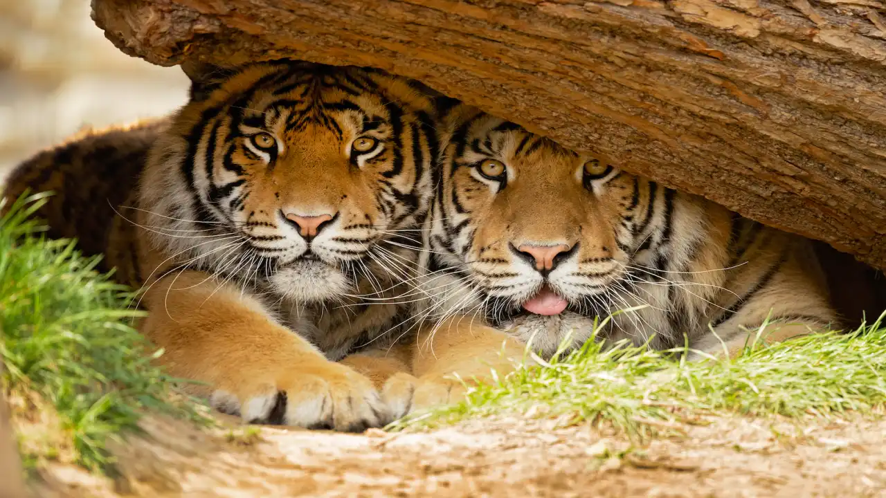 Indravati Tiger Reserve Reopens After 40 Years: Everything Tourists Need to Know