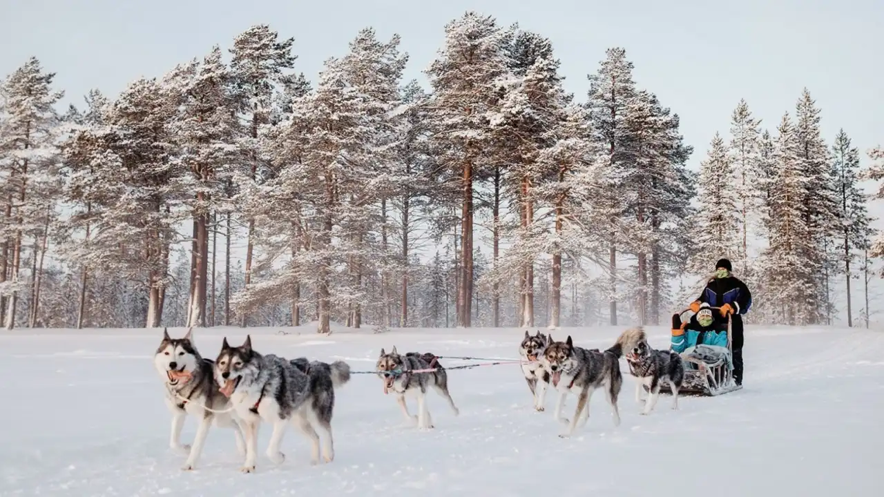 Husky Rides