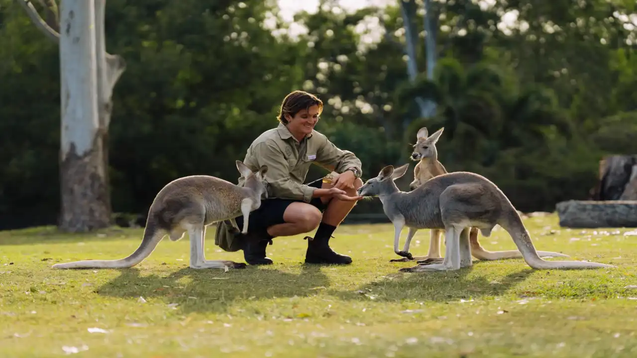 Lone Pine Koala Sanctuary