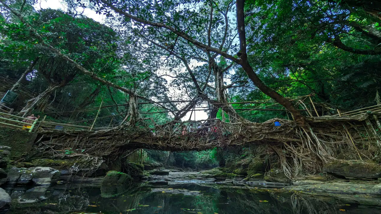 Why Meghalaya’s Living Root Bridges Are More Than a Tourist Attraction
