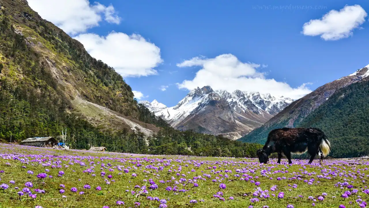 Yumthang Valley and Zero Point, Sikkim: Maggi in the High Mountains