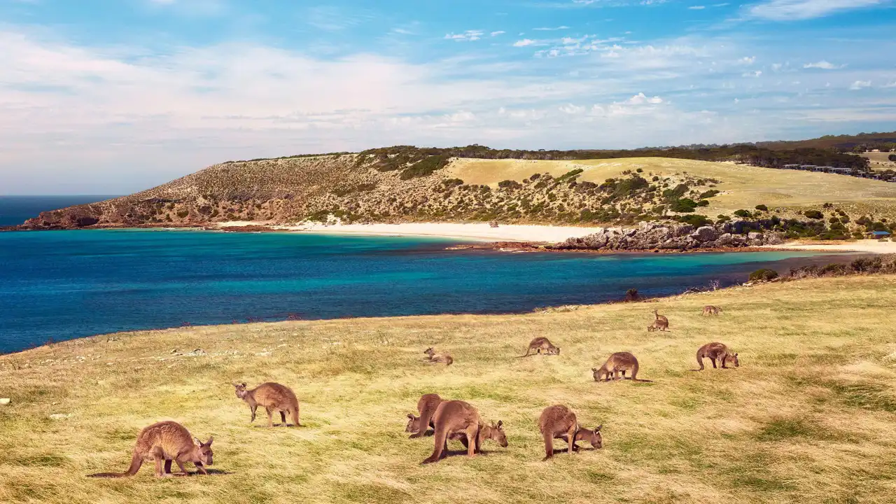 Kangaroo Island (South Australia)