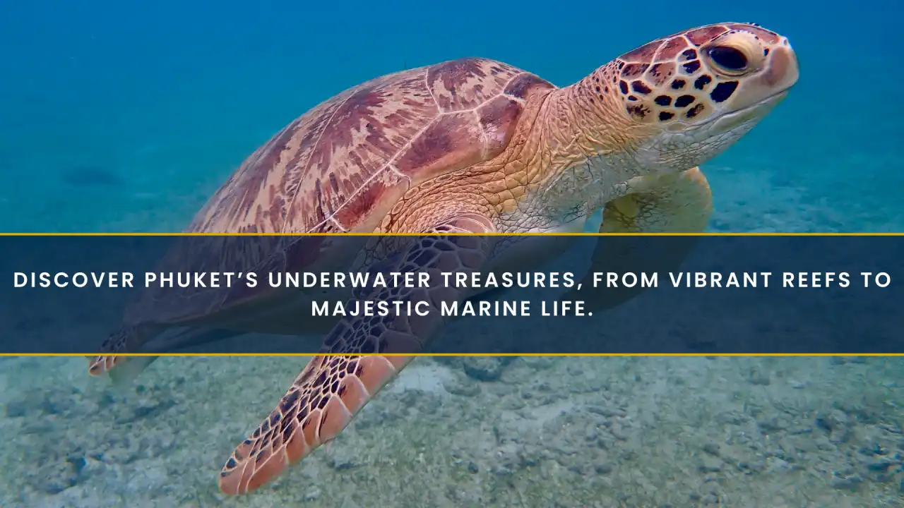 Best Scuba Diving in Phuket: A Complete Guide to the Island’s Underwater Treasures
