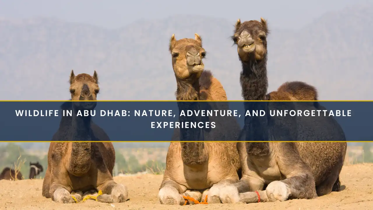 Wildlife in Abu Dhabi: Nature, Adventure, and Unforgettable Experiences