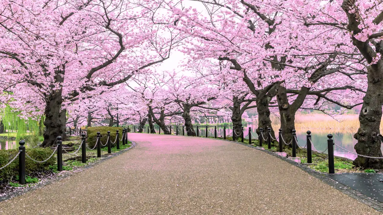 Bloom Beyond Japan: The World’s Most Beautiful Cherry Blossom Festivals