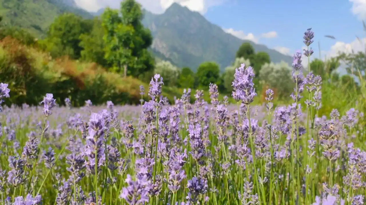 Where India Turns Into a Flower Canvas: Lavender in Kashmir, Wildflowers in Himachal