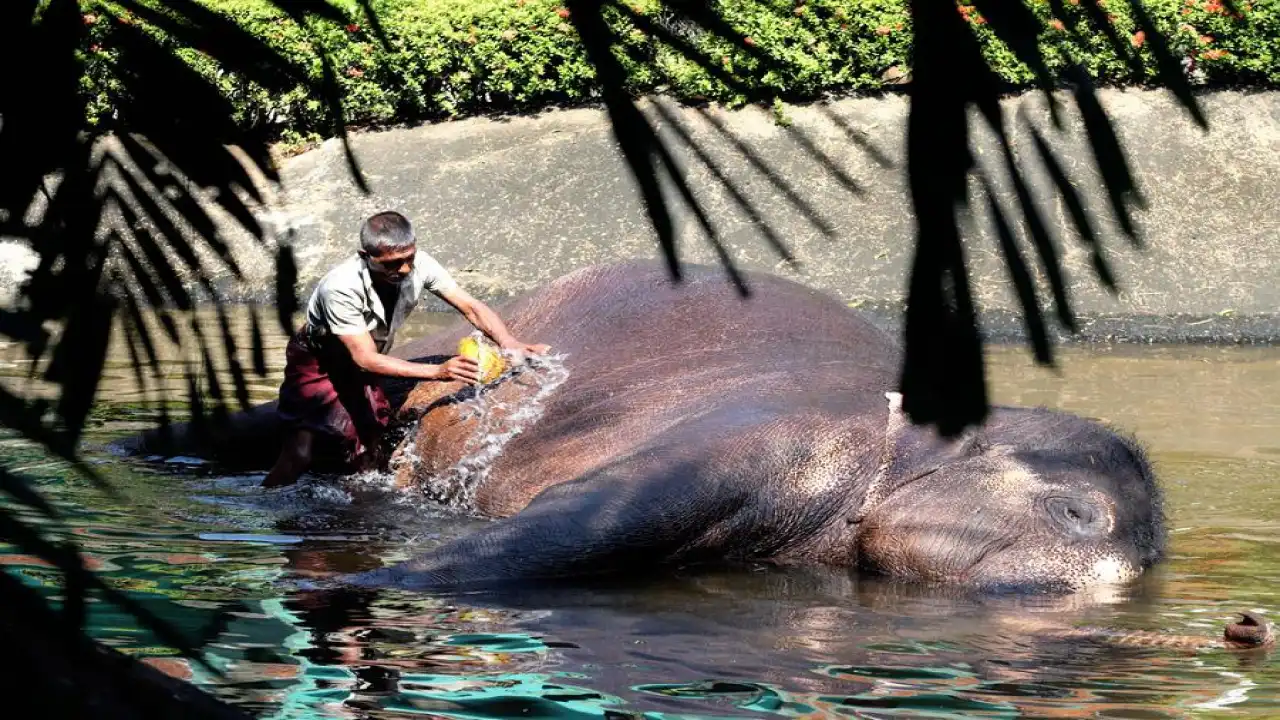 Nawam Perahera Colombo 2026 – A Complete Guide for Next Year’s Cultural Festival