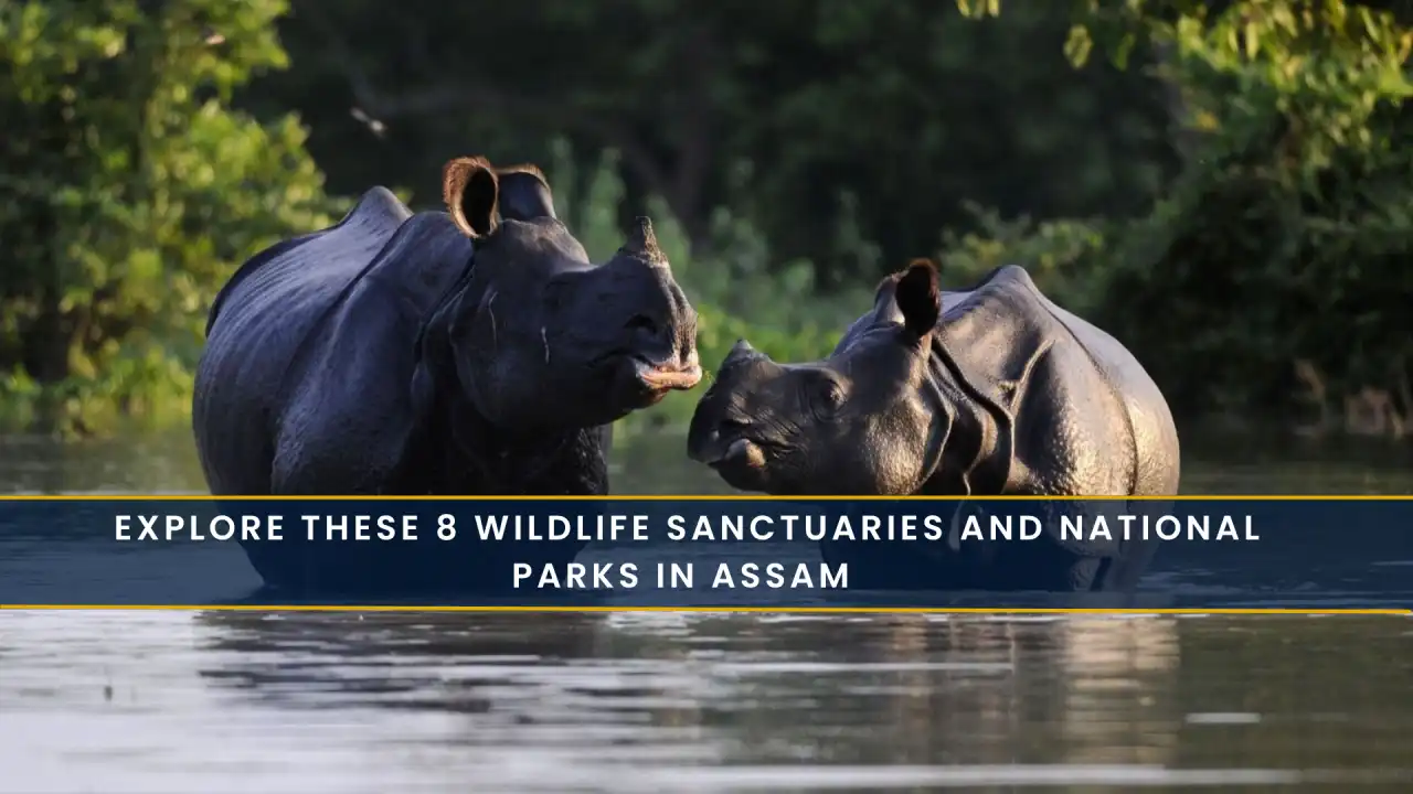 Explore These 8 Wildlife Sanctuaries and National Parks in Assam