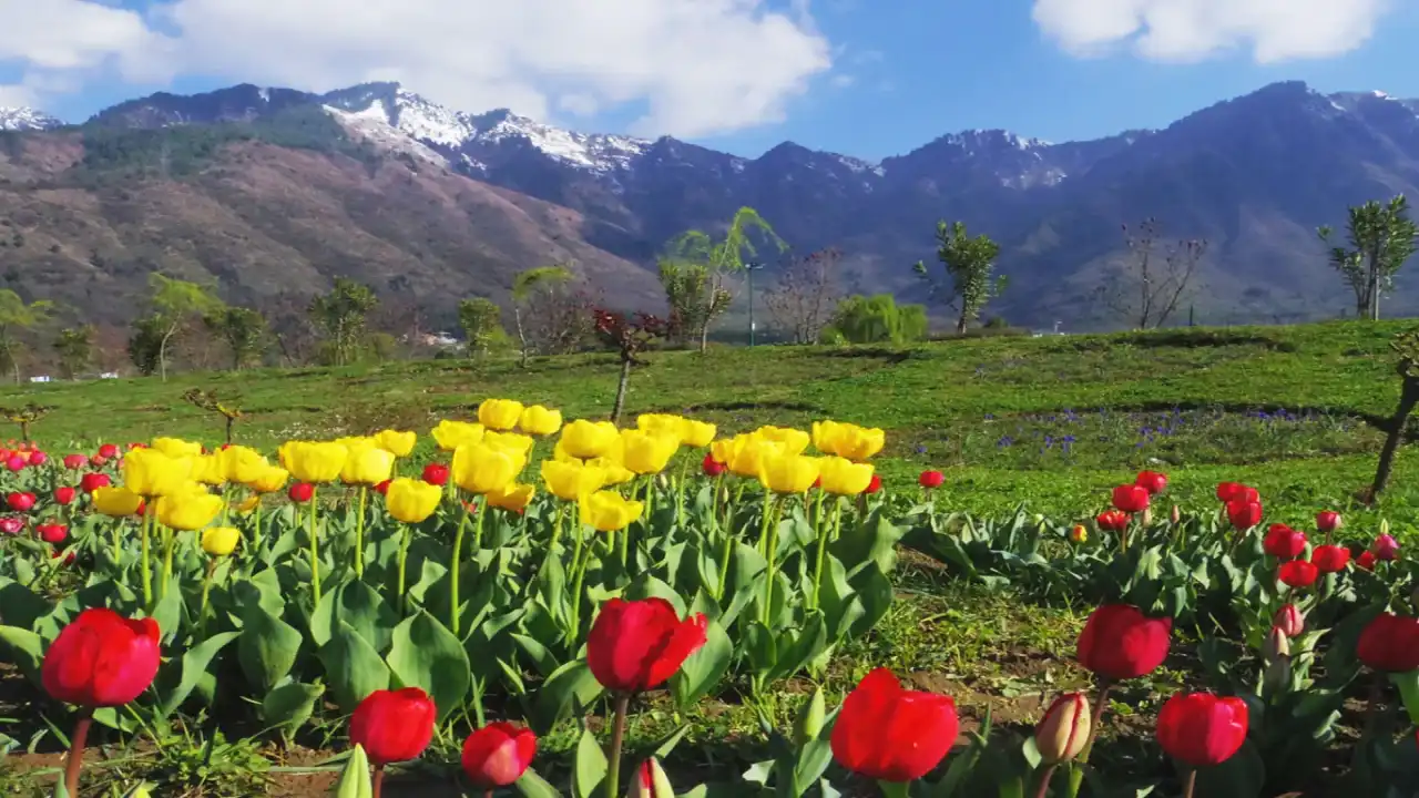 Asia's Largest Tulip Garden in Srinagar: Everything You Need to Know