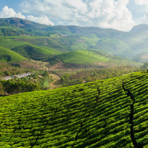 5 Days Kerala Trip: Munnar, Thekkady & Varkala Highlights
