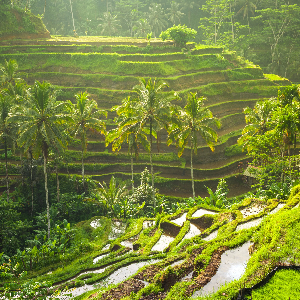 8 Days Bali Family Holiday Package