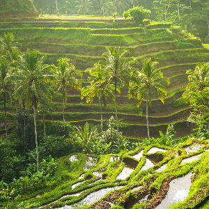 Bali Family Package: Explore Ubud, Kuta, and Nusa Penida in 6 Days