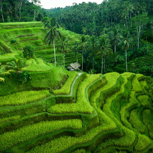 Discover Bali with Loved Ones: 8 Days Family Package