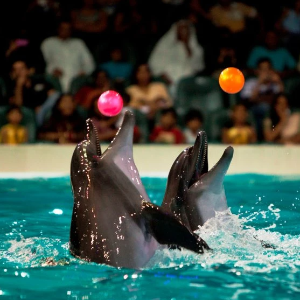 Dubai Family Holiday Package: 5 Nights 6 Days Fun-Filled Itinerary