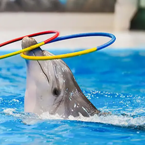 Dubai Family Package: 6 Days in Abu Dhabi & Dubai Highlights