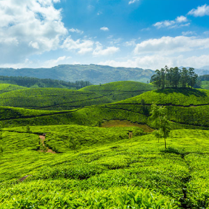 Family Kerala Trip: Explore the Best of Hills, Wildlife, and Beaches in 6 Days