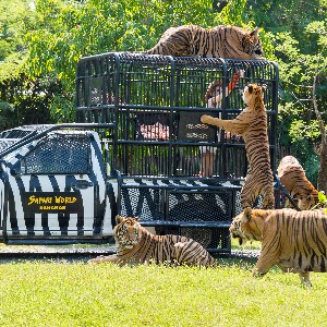 Honeymoon in Thailand: Discover Love from Bangkok to Phuket