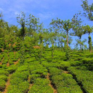 Kerala Trip Plan for 5 Days: Fun-Filled Family Getaway