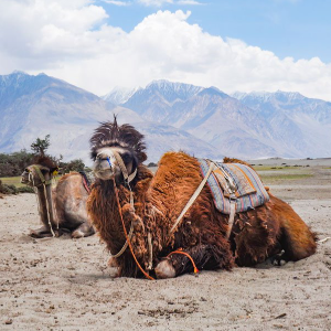 Leh Ladakh 5 Nights 6 Days Friends Trip:  Adventure, Fun, and Nature