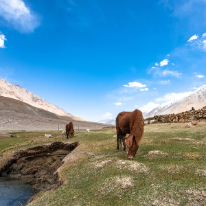 Leh Ladakh 5 Nights 6 Days Friends Trip:  Adventure, Fun, and Nature