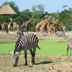 Magical 5 Days Thailand Couple Tour Package for Honeymooners