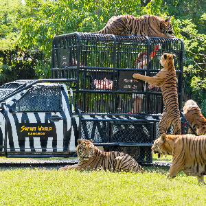 Magical 5 Days Thailand Couple Tour Package for Honeymooners