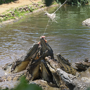 Mauritius Honeymoon Tours: 5-Day Romantic Escape