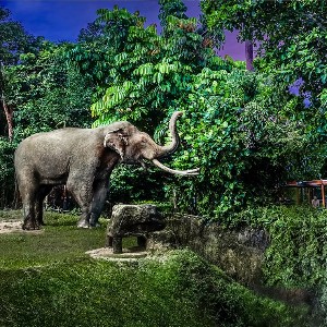 Singapore Honeymoon tour package 05 Nights/ 06 Days