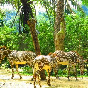 Singapore Trip Package – Sentosa, Universal & Night Safari Highlights