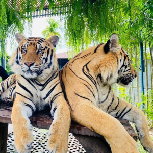 Thailand Family Tour Package