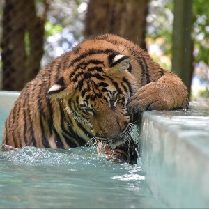 Thailand Family Trip: Phuket Islands, City Tour & Tiger Kingdom