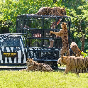 Thailand Tour with Family: Explore the Best of Bangkok & Pattaya