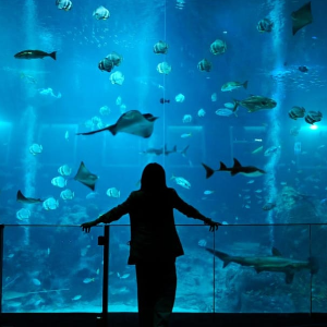 Unforgettable Singapore Family Tour Package for 6 Days
