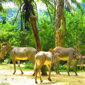 Unforgettable Singapore Family Tour Package for 6 Days