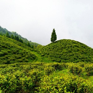 10 Days Darjeeling, Gangtok & Pelling Tour Itinerary
