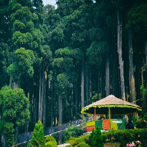 10 Days Darjeeling, Gangtok & Pelling Tour Itinerary