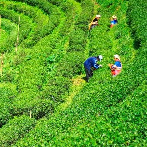10 Days Darjeeling, Gangtok & Pelling Tour Itinerary