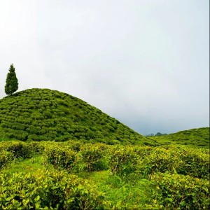 12 Days Darjeeling, Gangtok, North Sikkim & Pelling Tour Itinerary