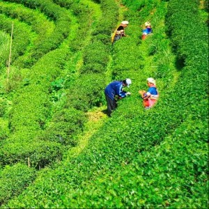 12 Days Darjeeling, Gangtok, North Sikkim & Pelling Tour Itinerary