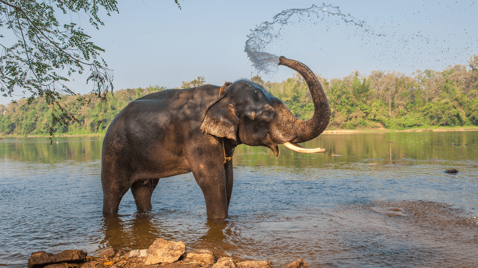 5 Days Kerala Trip: Munnar, Thekkady & Varkala Highlights
