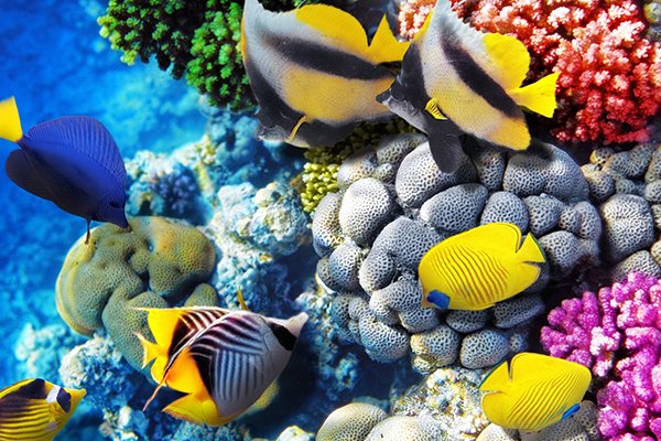 5 Days Romantic Andaman Package for Couple — photo 4