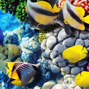 5 Days Romantic Andaman Package for Couple