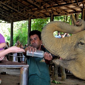 7 Days Sri Lanka Honeymoon Itinerary: Explore Sri Lanka Together