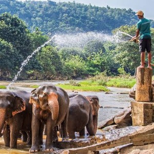 7 Days Sri Lanka Honeymoon Itinerary: Explore Sri Lanka Together