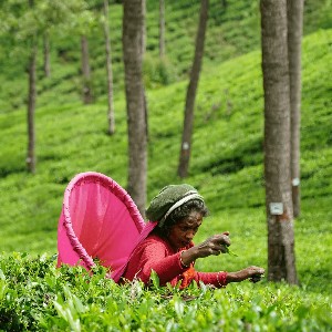 7 Days Sri Lanka Honeymoon Itinerary: Explore Sri Lanka Together