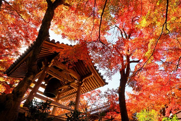 9- Day Japan Trip Itinerary: Tokyo, Kyoto & Osaka — photo 3