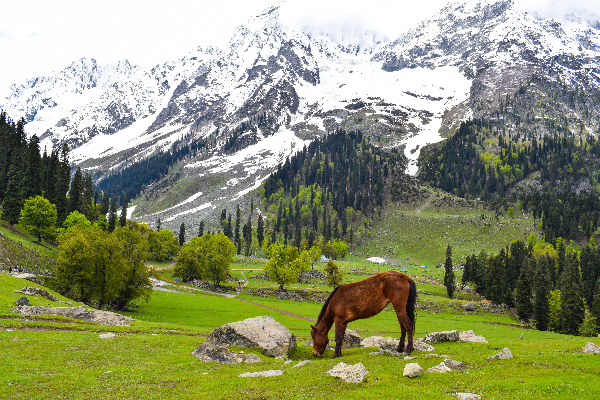 Across Meadows & Memories: Kashmir Holiday Package — photo 1
