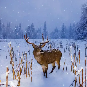 Across Meadows & Memories: Kashmir Holiday Package